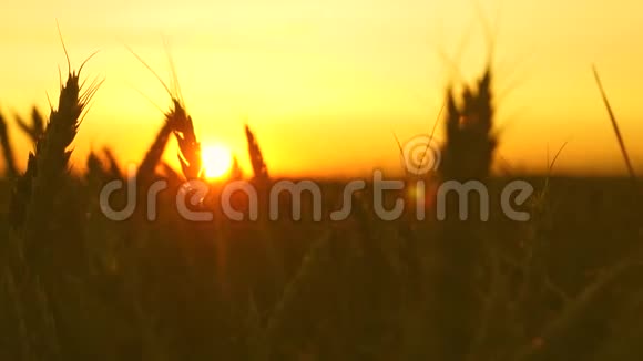 在日出的金色光芒中成熟的麦田美丽的耳朵成熟的谷物在风中摇摆特写镜头成熟谷物视频的预览图
