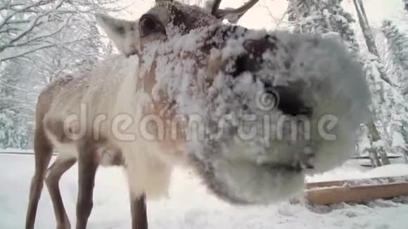 滑雪场娱乐活动冬林中的少妇和鹿女人喂鹿女孩喂鹿视频的预览图
