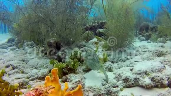 蜂巢鱼棘皮游泳视频的预览图