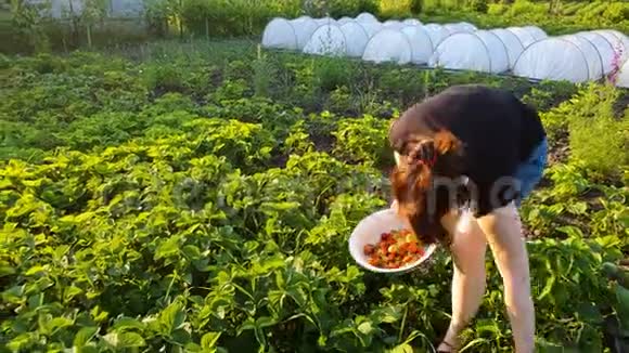 日落时分在绿茵场上摘草莓的女农场主视频的预览图