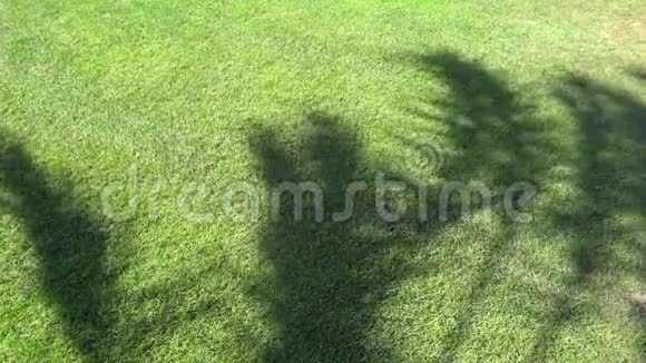 棕榈树在绿草上的影子风吹拂着棕榈树的枝条温暖的夏日多汁的青草在视频的预览图