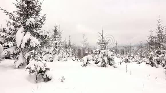 冬天森林里白雪覆盖的树枝视频的预览图