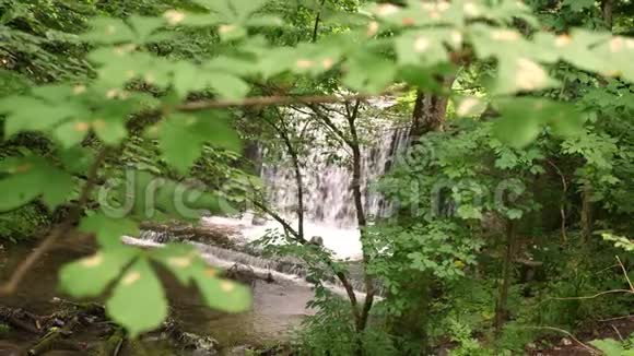 绿色森林中央的一个小瀑布夏日视频的预览图