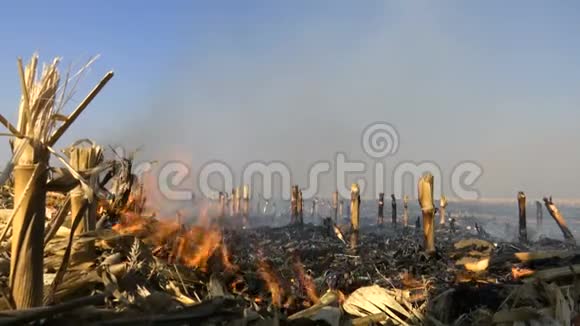 在一片燃烧的农田上的火视频的预览图