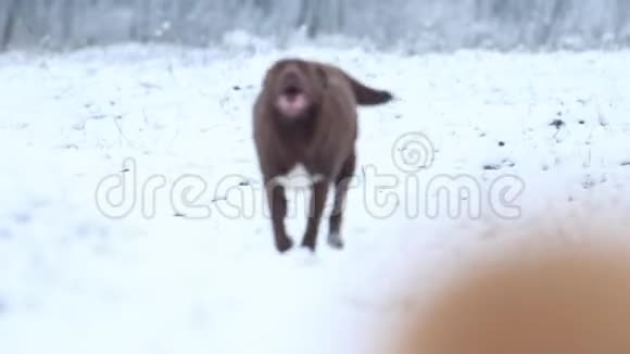 有趣的狗跑雪慢动作视频的预览图