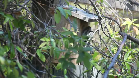 啄木鸟在鸟舍寻找食物视频的预览图