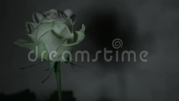 玫瑰花尖墙背景高清镜头视频的预览图