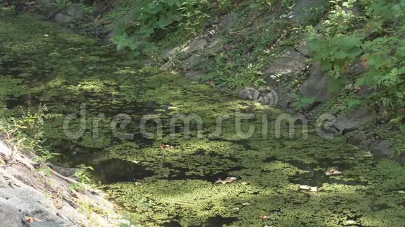 河上长满了绿色植物的沼泽藻视频的预览图