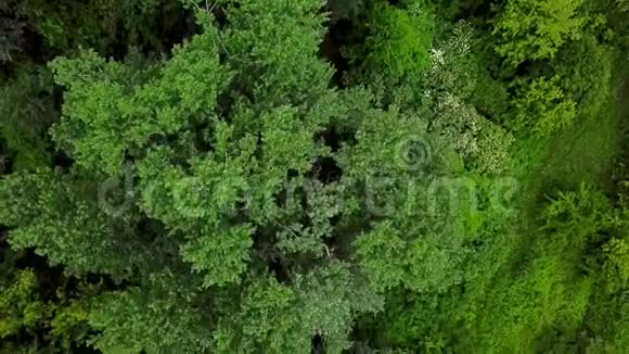 无人机视野4K空中俯视图飞越树木松树视频的预览图