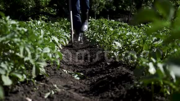 一个穿着橡胶靴的农民用工具在马铃薯地除草体力劳动有机食品营养概念视频的预览图