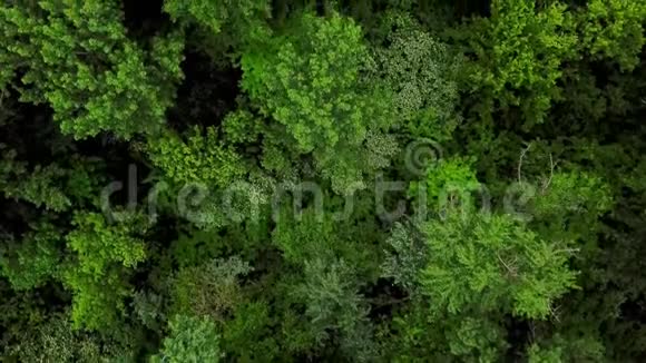 4K空中俯视森林树木背景视频的预览图