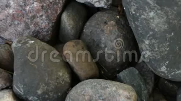矮牵牛花生长在石头上视频的预览图