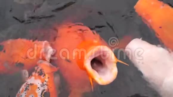 一条大金鱼在池塘里缓慢地游动视频的预览图