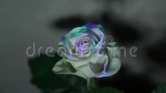 玫瑰花尖墙背景高清镜头视频的预览图