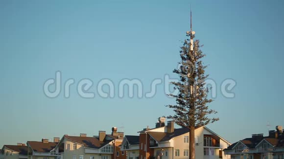 在无边无际的蓝天背景下活生生的圣诞树在光秃秃的树干上高高地冲进天空视频的预览图
