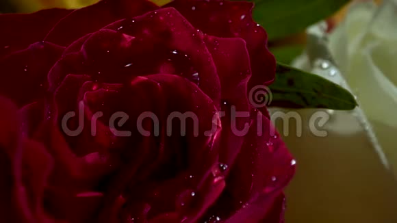 新娘花束中的红玫瑰视频的预览图