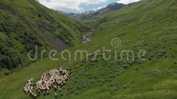在熊十字山口的一片绿色的高山草地上羊群的鸟瞰赫夫苏雷蒂的羊群群视频的预览图