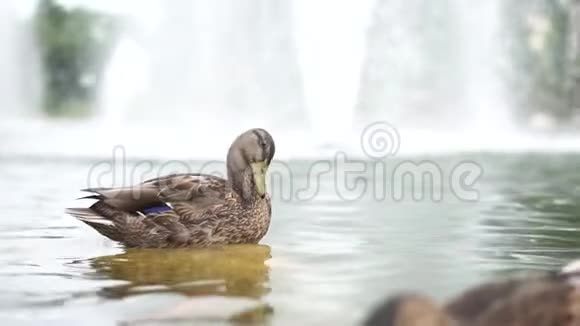 在一个缓慢运动的美丽喷泉背景下的湖中鸭子视频的预览图