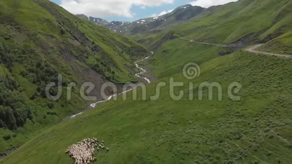 在熊十字山口的一片绿色的高山草地上羊群的鸟瞰赫夫苏雷蒂的羊群群视频的预览图