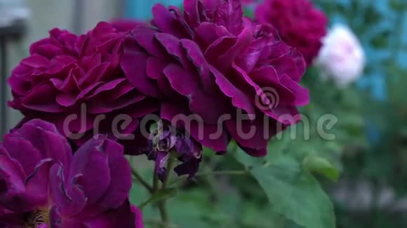 深红的英国玫瑰传统的花园绿叶视频的预览图