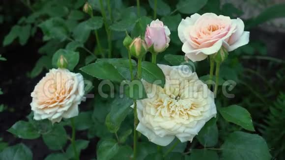 传统花园里的奶油英式玫瑰视频的预览图