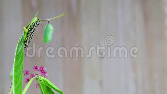 毛虫从马利筋茎上的菊花中走下来视频的预览图