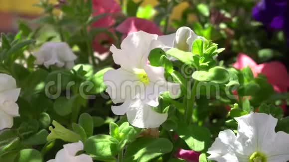 美丽的白色花朵映衬着热带灌木的鲜艳绿叶热带岛屿上温暖的晴天关闭视频的预览图