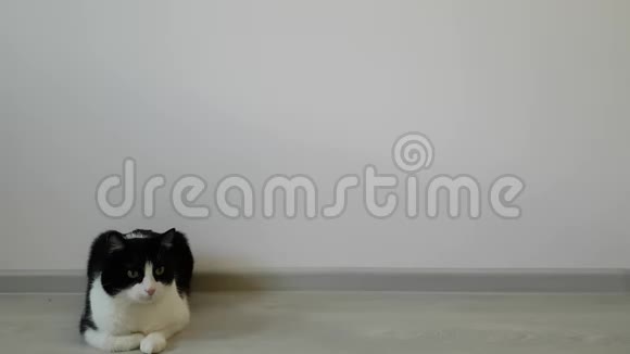 一只小猫躺在白色的房间里环顾四周像他在读东西一样摇头密切跟踪视频的预览图