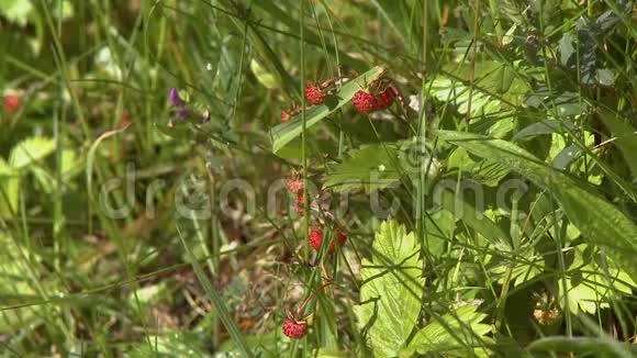 杂草丛中的野生草莓视频的预览图