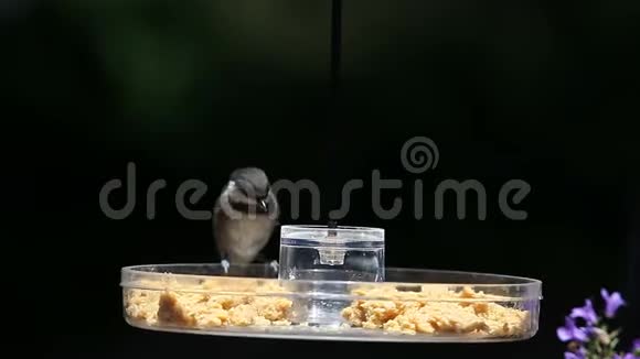 在春天移动喂食器的奇卡迪视频的预览图