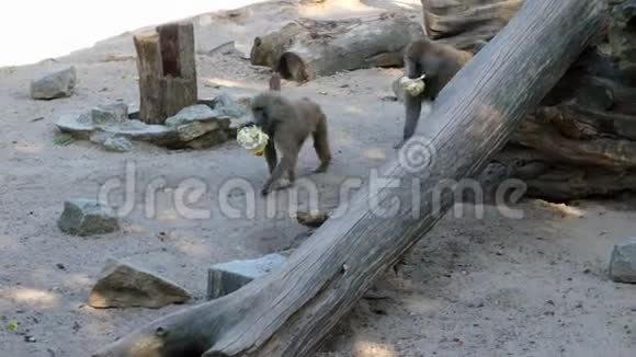 两只猴子准备吃拿菜花椰菜视频的预览图
