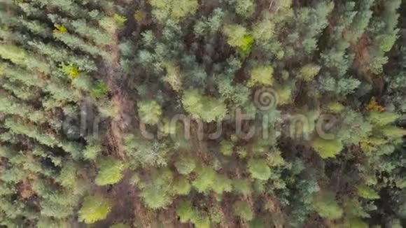 在有小树的年轻森林中低空飞行视频的预览图