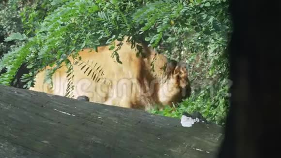 雌狮子在树下的灌木丛中行走视频的预览图