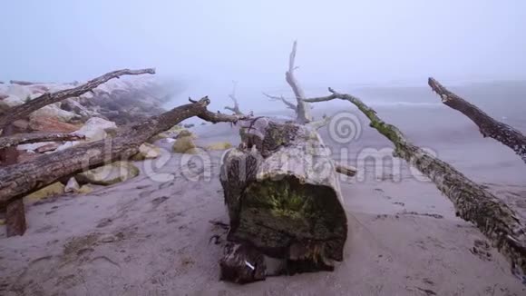 雾中海滩上的树枝视频的预览图