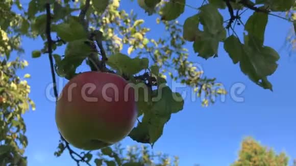 在阳光明媚的夏日里一棵红苹果树随风摆动红苹果长在树枝上视频的预览图
