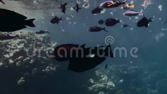 珊瑚礁背景上美丽的红黄蓝鱼蓝色泻湖太阳光线穿过水面视频的预览图