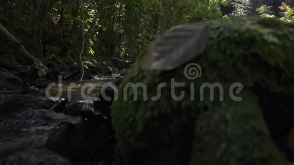 热带雨林溪流在夏季阳光下从瀑布流出视频的预览图