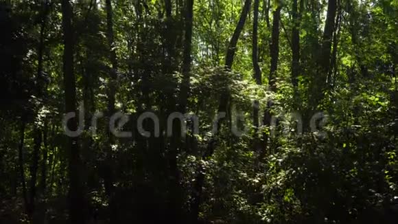 美人浓绿落叶林视频的预览图