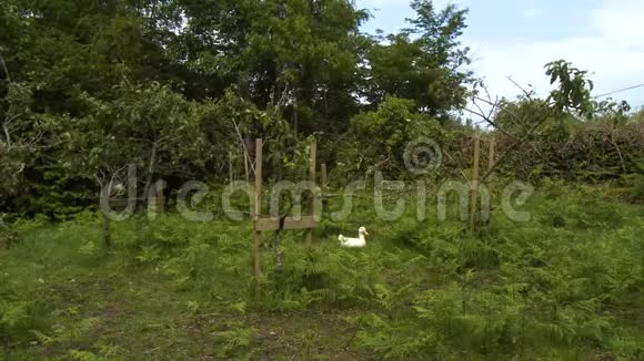 鸭子坐在杂草丛生的果园里视频的预览图