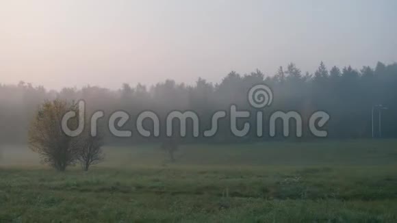 雾中秋林全景视频的预览图