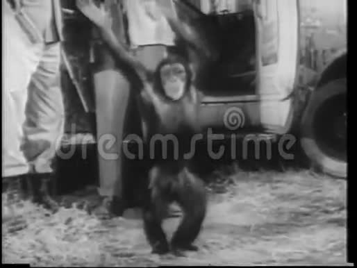 野生动物卡车的快乐猴子跳舞视频的预览图