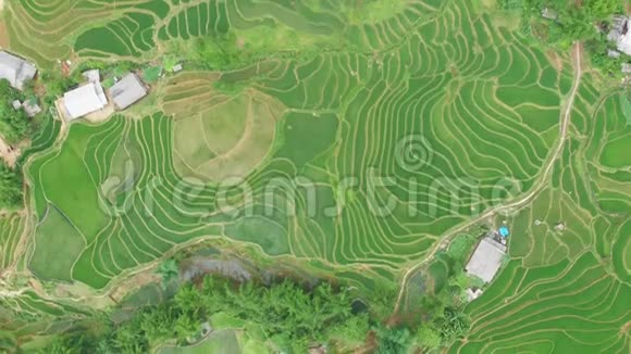 水稻梯田从上面的飞行无人机视频的预览图