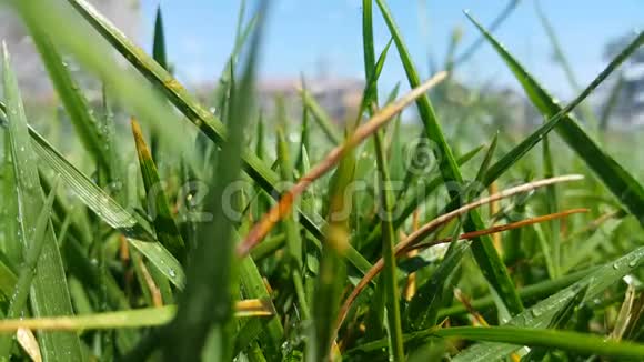 绿色的新鲜草滴在上面倒水浇灌草坪视频的预览图