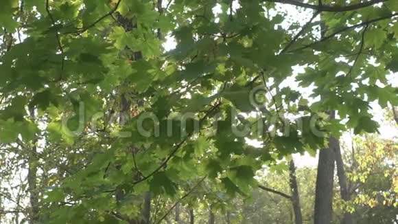 沿着枝叶移动视频的预览图