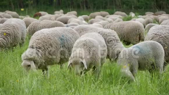 德国放牧的羊群视频的预览图