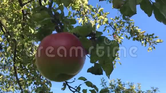 在阳光明媚的夏日里一棵红苹果树随风摆动红苹果长在树枝上蓝天视频的预览图
