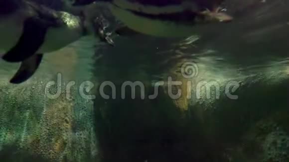 从水下看到一只漂浮的企鹅视频的预览图