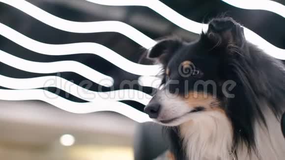 黑白狗的背景发光条纹视频的预览图