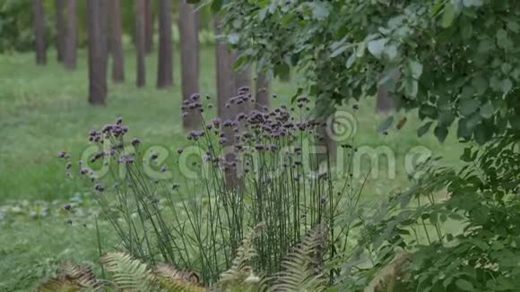 绿色森林中的紫色花朵视频的预览图