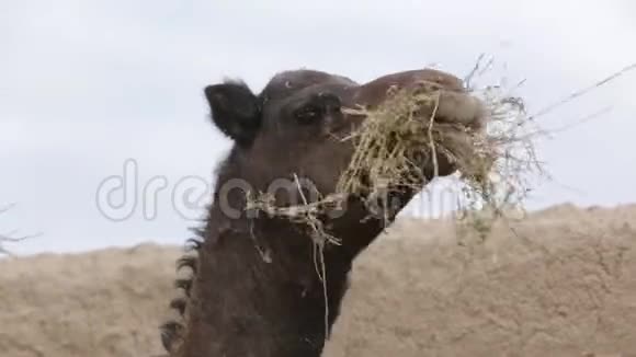 骆驼农场视频的预览图
